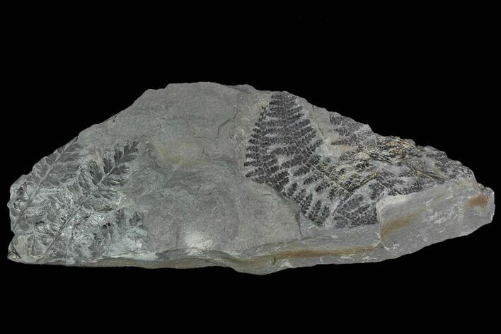 Fossil Fern (Sphenopteris & Lygenopteris) Plate - Alabama #111198
